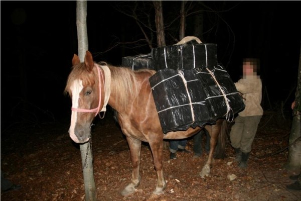 contrabanda cu calul