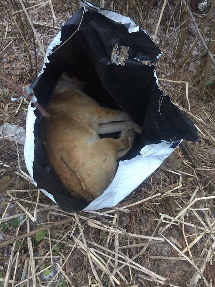 cadavre de animale satu mare