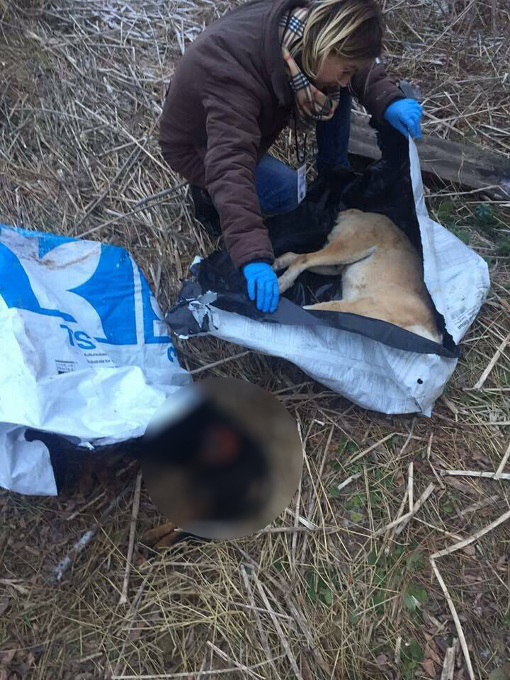 cadavre de animale satu mare