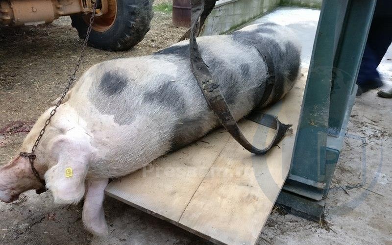 porc-urias-satu-mare15644364_1870870729815451_83170833_n