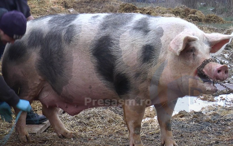 porc-urias-satu-mare15658806_1870882839814240_1023760653_o