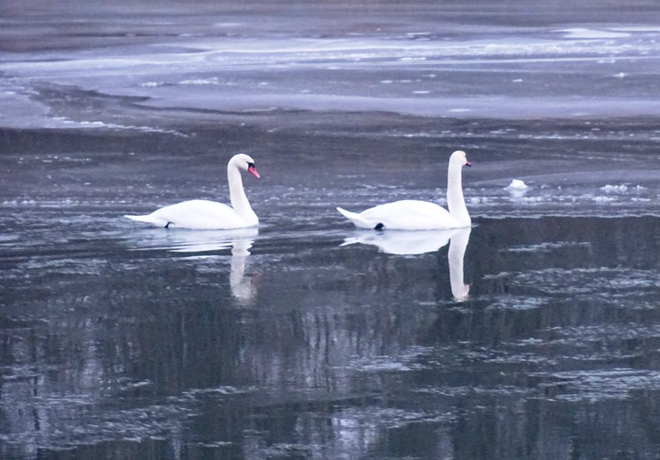 lebada Somes satu mare
