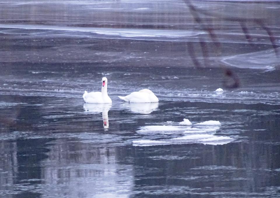 lebada Somes satu mare