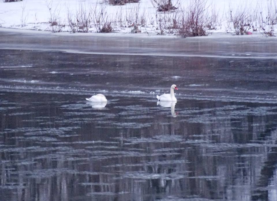 lebada Somes satu mare