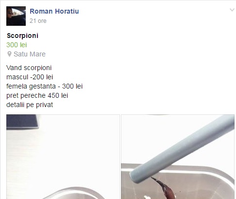 INCREDIBIL ce vinde un sătmărean! Unul dintre cele mai VENINOASE animale din lume