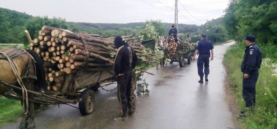 Pădurile Sătmarului, o pradă tentantă. Patru bărbați, prinși la furat de lemne, lăsați fără drujbe și topoare