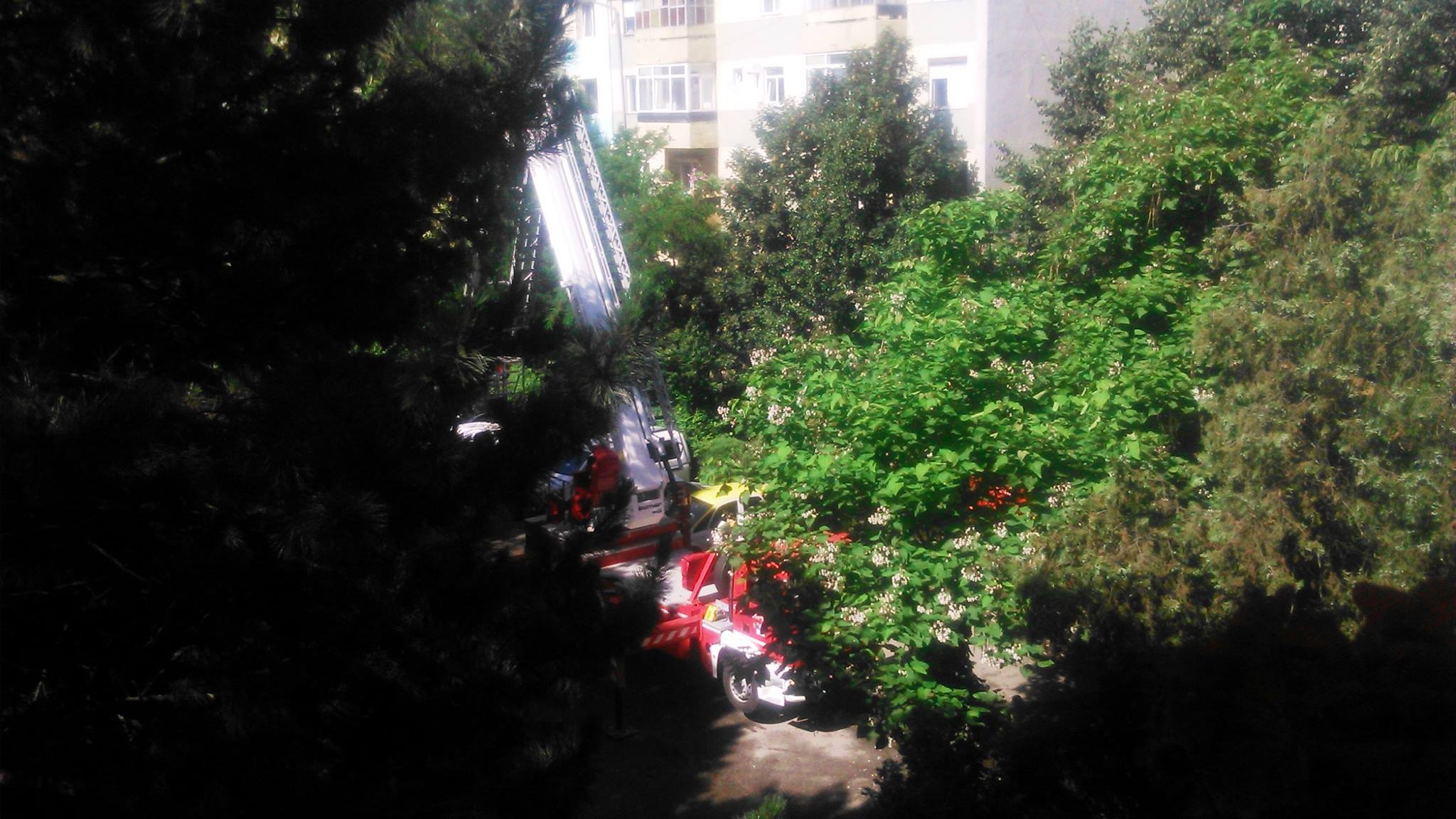 Vântul PUTERNIC de ieri a provocat RUPEREA unor COPACI în Satu Mare. Pompierii un INTERVENIT cu utilaje GRELE