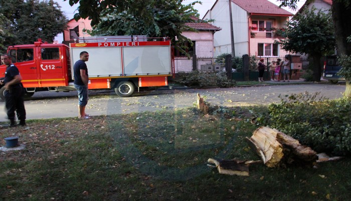 Copac CĂZUT peste o MAȘINĂ în Satu Mare! La un pas de o BENZINĂRIE (FOTOGALERIE)