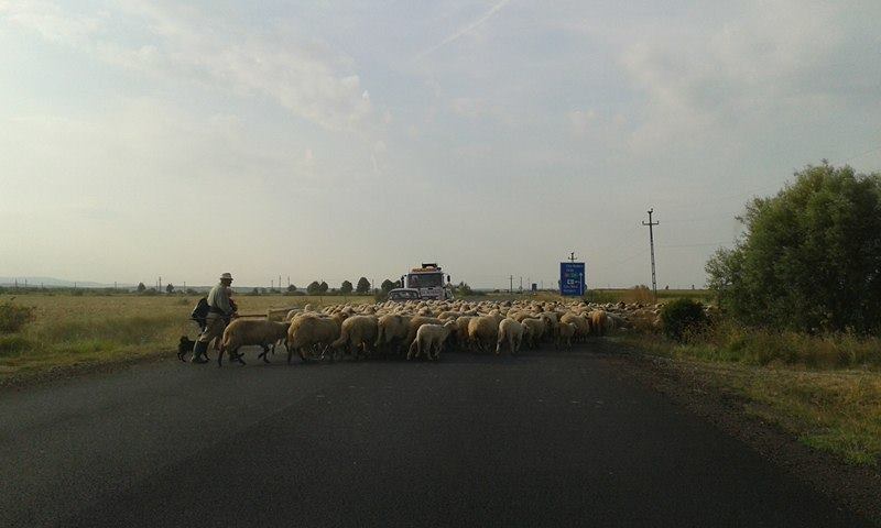 Ieșirea din municipiul Satu Mare, BLOCATĂ temporar de o turmă de oi (FOTO&VIDEO)