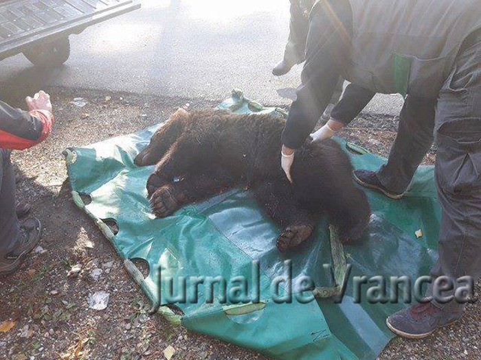 ACCIDENT. Un sătmărean a LOVIT cu mașina un URS (FOTO&VIDEO)