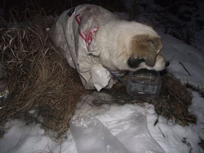 Caz revoltător la Carei. Ce experiment au făcut niște localnici cu un câine (FOTO)
