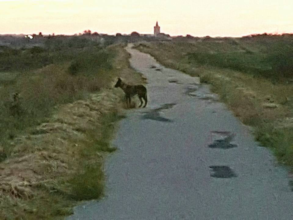 FOTO. ATENȚIE! Haite de șacali la marginea municipiului Satu Mare