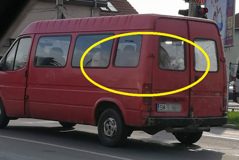 FOTO. Sătmarul minunilor! Vaci transportate cu microbuzul în Satu Mare