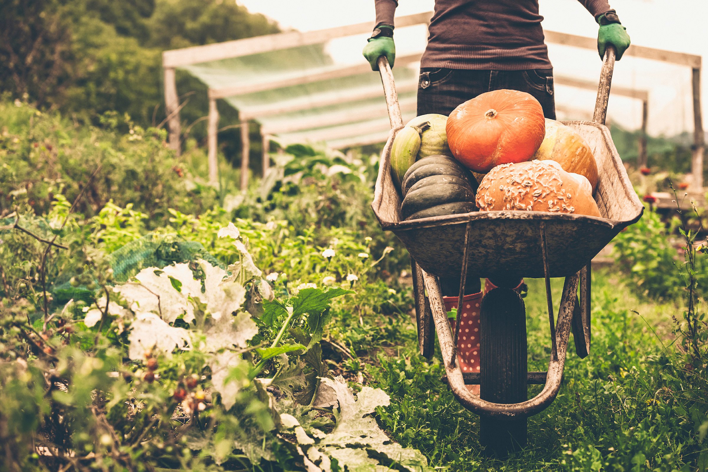 Vrei un stil de viață sănătos? Alege alimentele bio de la Bunica Geta