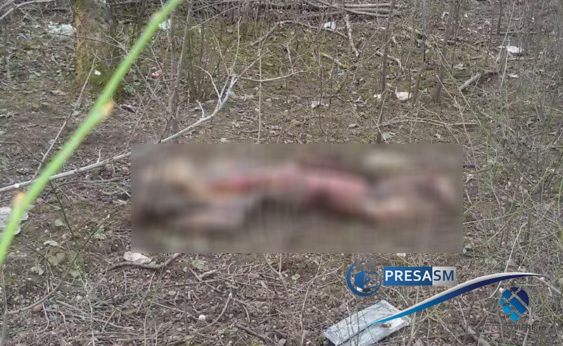 FOTO. Un individ omoară animale și le tranșează în municipiul Satu Mare. Gest de psihopat