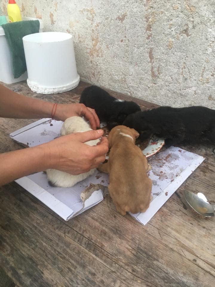 FOTO/VIDEO. Cățeluși abandonați într-un sac în municipiul Satu Mare. Salvați de la moarte