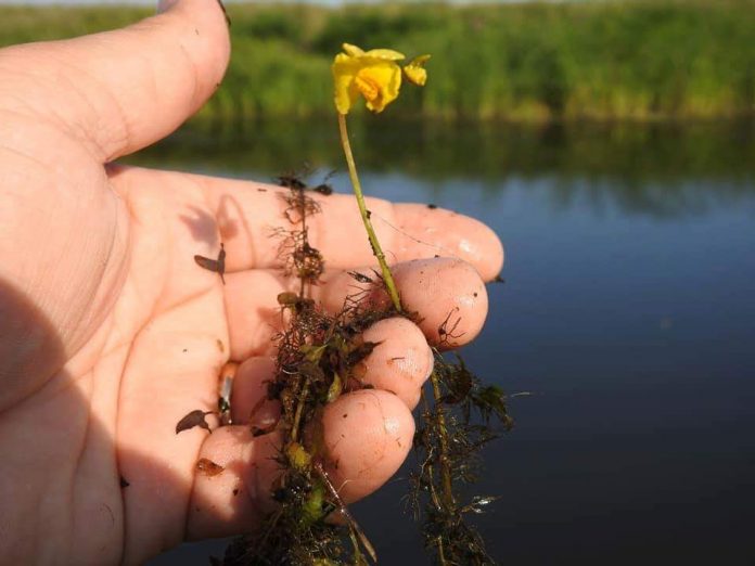 FOTO/VIDEO. Plantă carnivoră descoperită lângă Carei