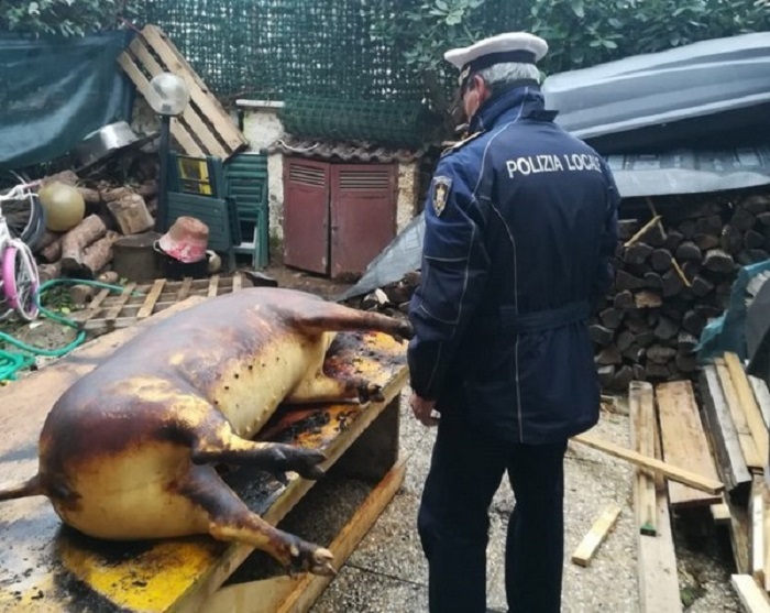 FOTO. Nu e glumă! Patru români riscă închisoarea fiindcă au tăiat un porc în Italia