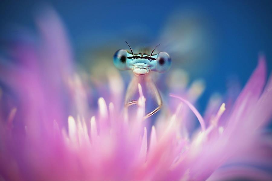 FOTO. "Bulbucații" lui Remus Țiplea, în National Geographic
