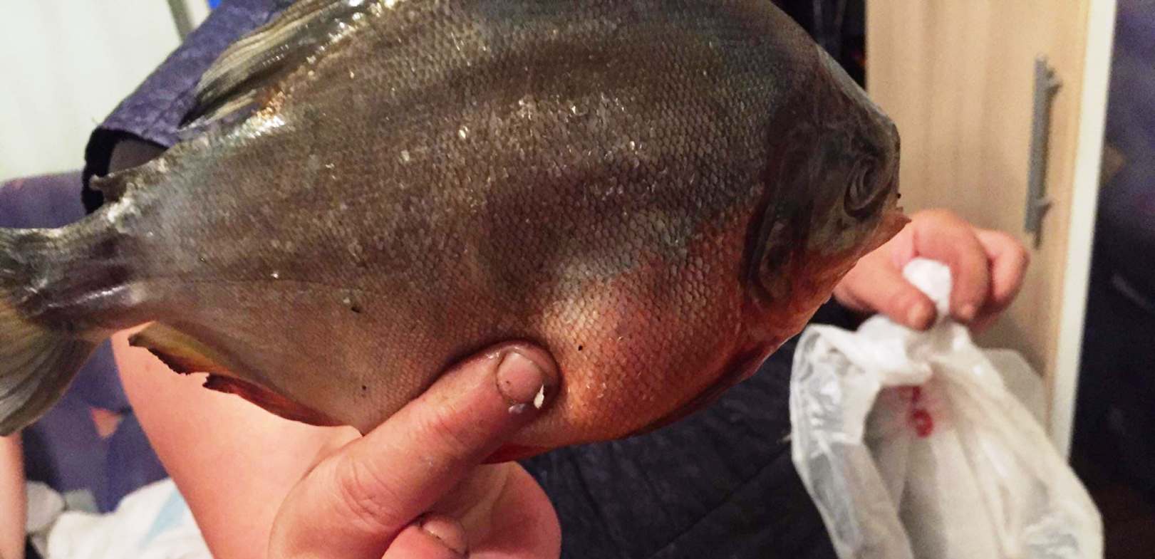 FOTO. Misterul peștilor piranha, deslușit. Sunt doar niște verișori