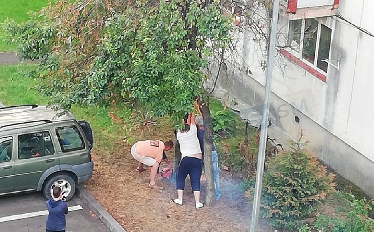 VIDEO. Amendă pentru soțul și soția care au tăiat copaci în Micro 16. Ce scuză au găsit
