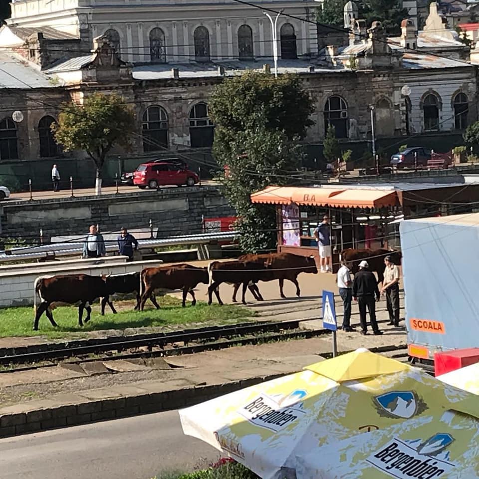 FOTO. Imagini virale. "Vacile maidaneze", la plimbare prin oraș. Dau de furcă autorităților