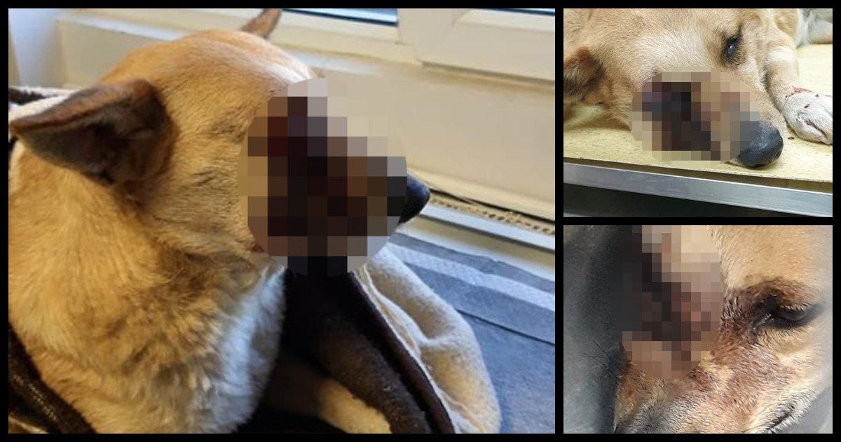 FOTO. Primele concluzii ale polițiștilor în cazul câinelui rănit de petardă