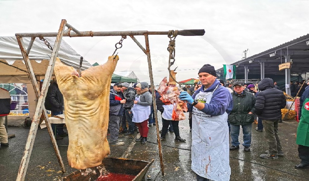 Deputatul Ioana Bran: ”Românii nu vor mai avea dreptul să crească porci! Este inacceptabil”