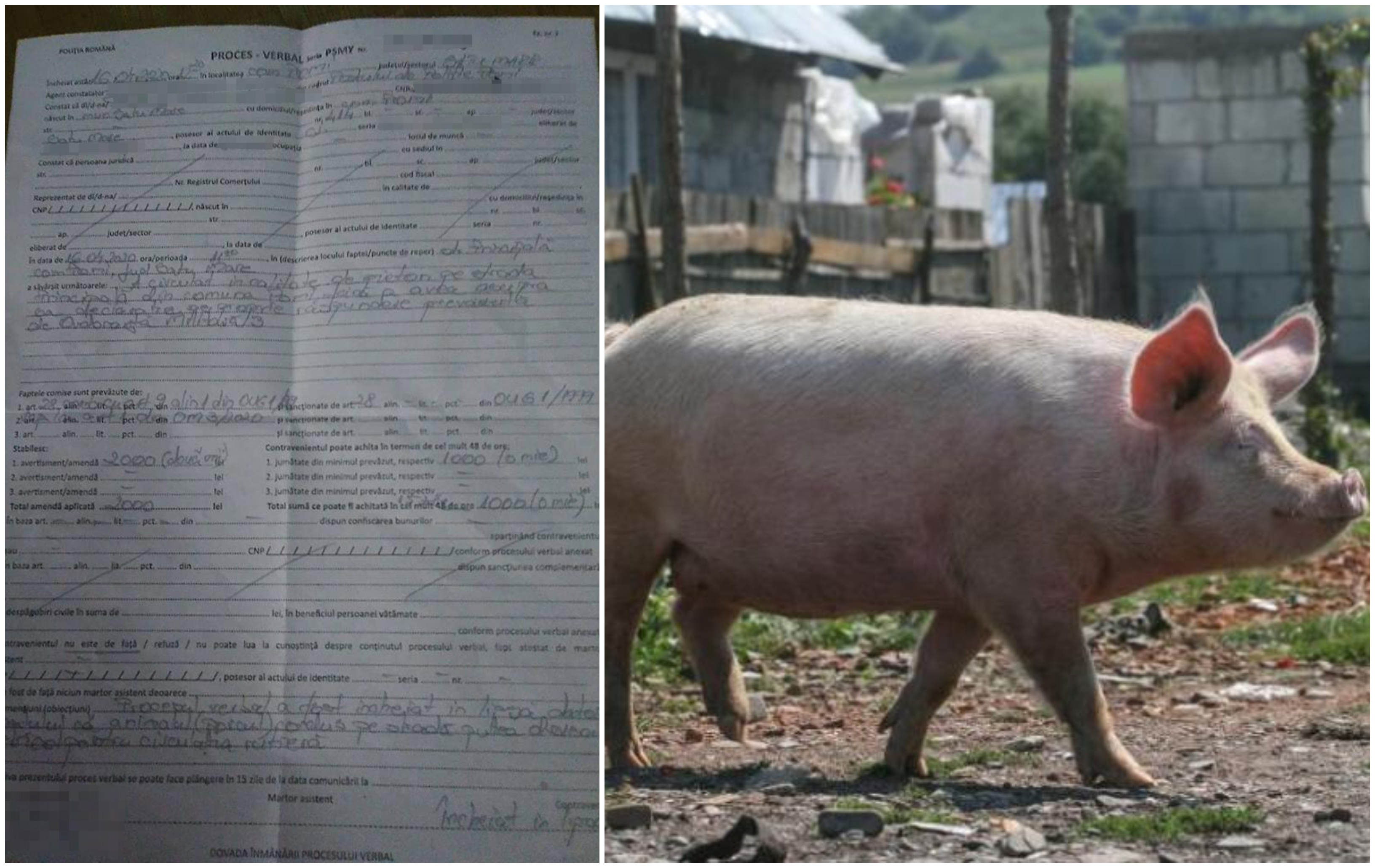 Povestea porcului evadat. Sătmăreanca sancționată de Poliție va contesta amenda