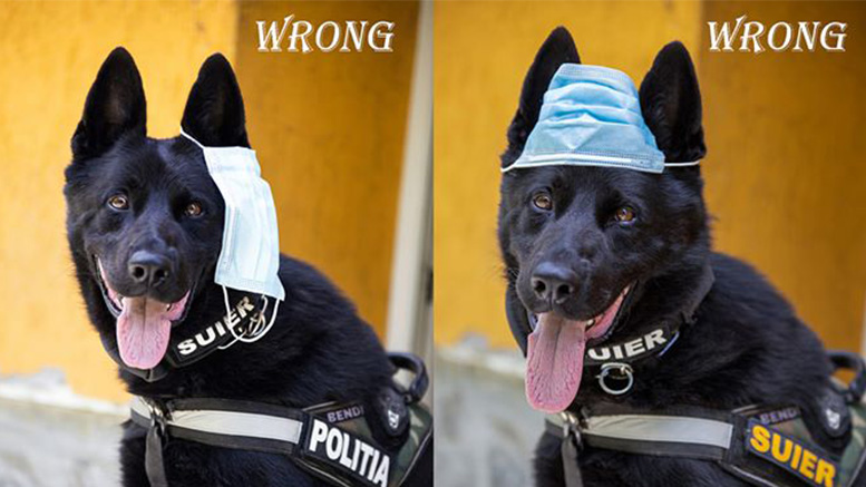 Fotografie viral?. ?uier �?i arat? cum se poart? corect masca de protec?ie