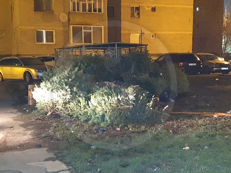 Când începe colectarea brazilor de Crăciun în municipiul Satu Mare