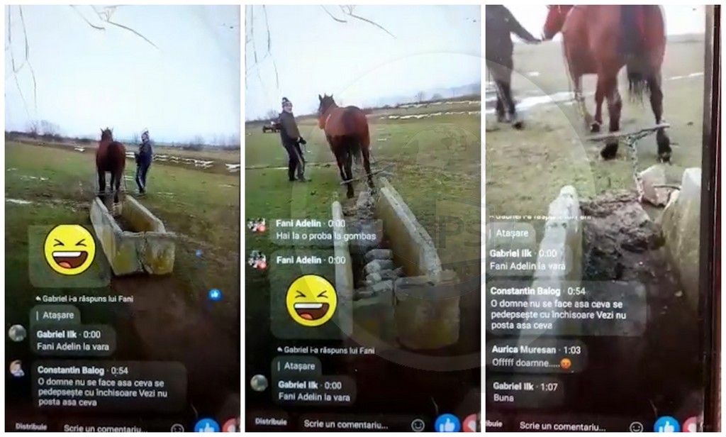 VIDEO. Polițiștii sătmăreni s-au autosesizat în cazul calului pus să tracteze o bucată de beton