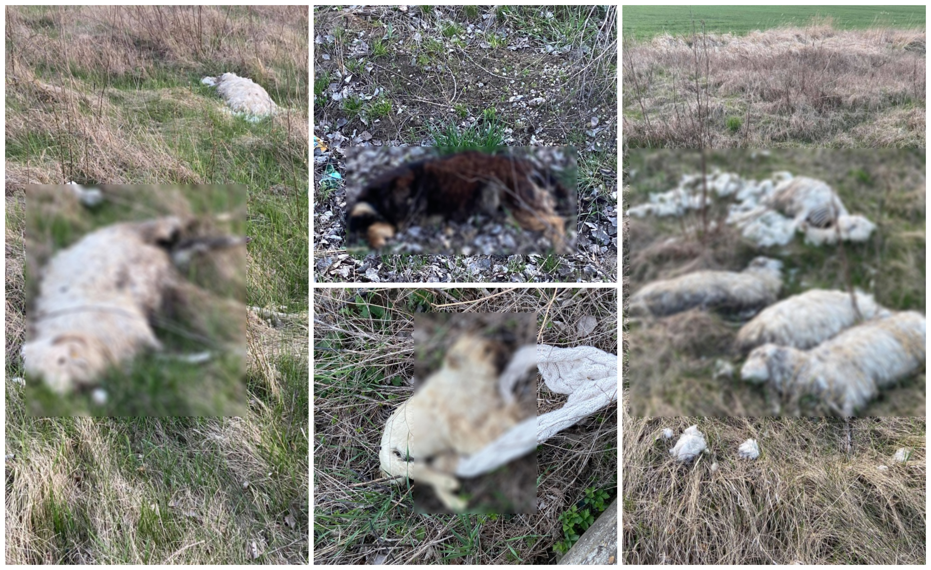 FOTOGALERIE. Sătmărean amendat după ce a aruncat cadavre de animale pe câmp