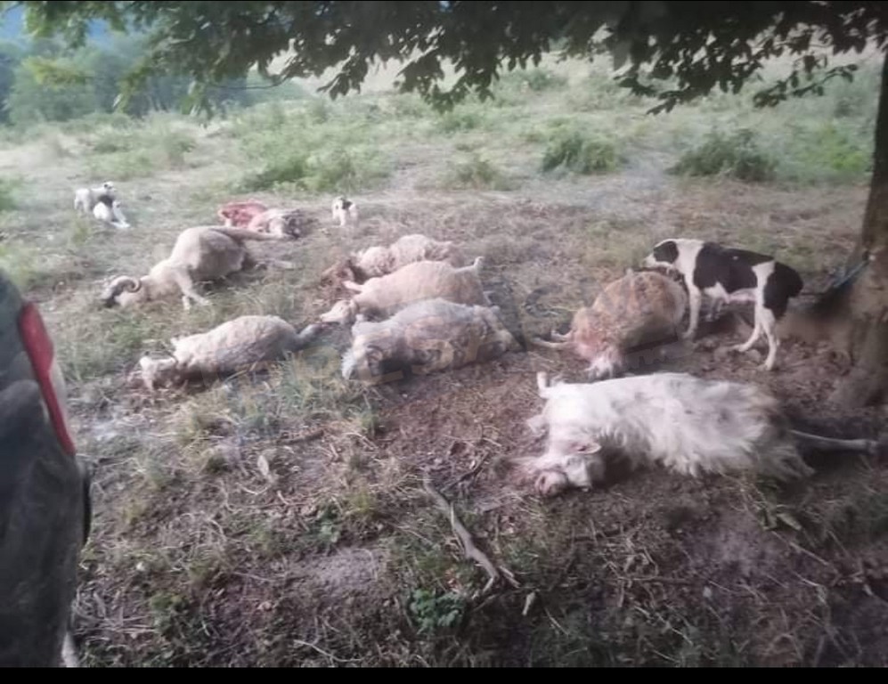 Zeci de oi sfârtecate de șacali într-o singură seară, la o fermă din județul Satu Mare