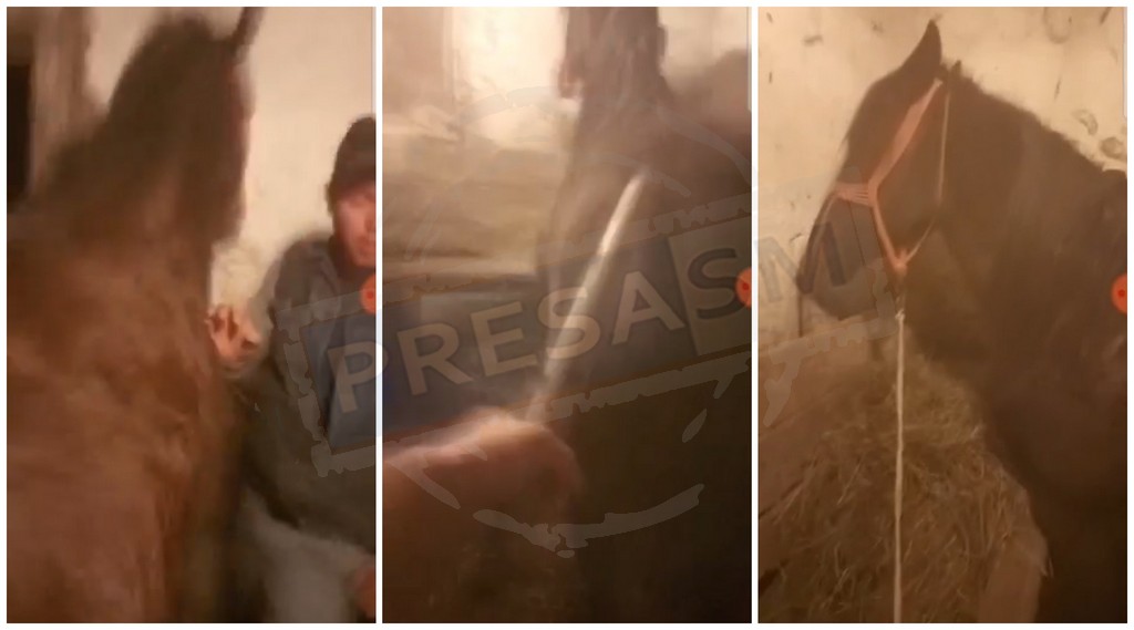 VIDEO. Alo, Poliția Animalelor?! Doi sătmăreni, beți pulbere, lovesc și batjocoresc doi cai