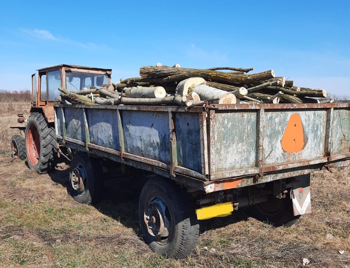 Un sătmărean a tăiat copaci din propria pădure pentru iarnă. S-a ales cu dosar penal
