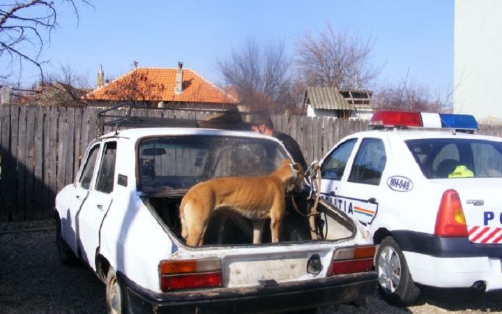 A mers să-și împerecheze câinii, dar s-a ales cu dosar penal. Urmărit de Poliție prin trafic