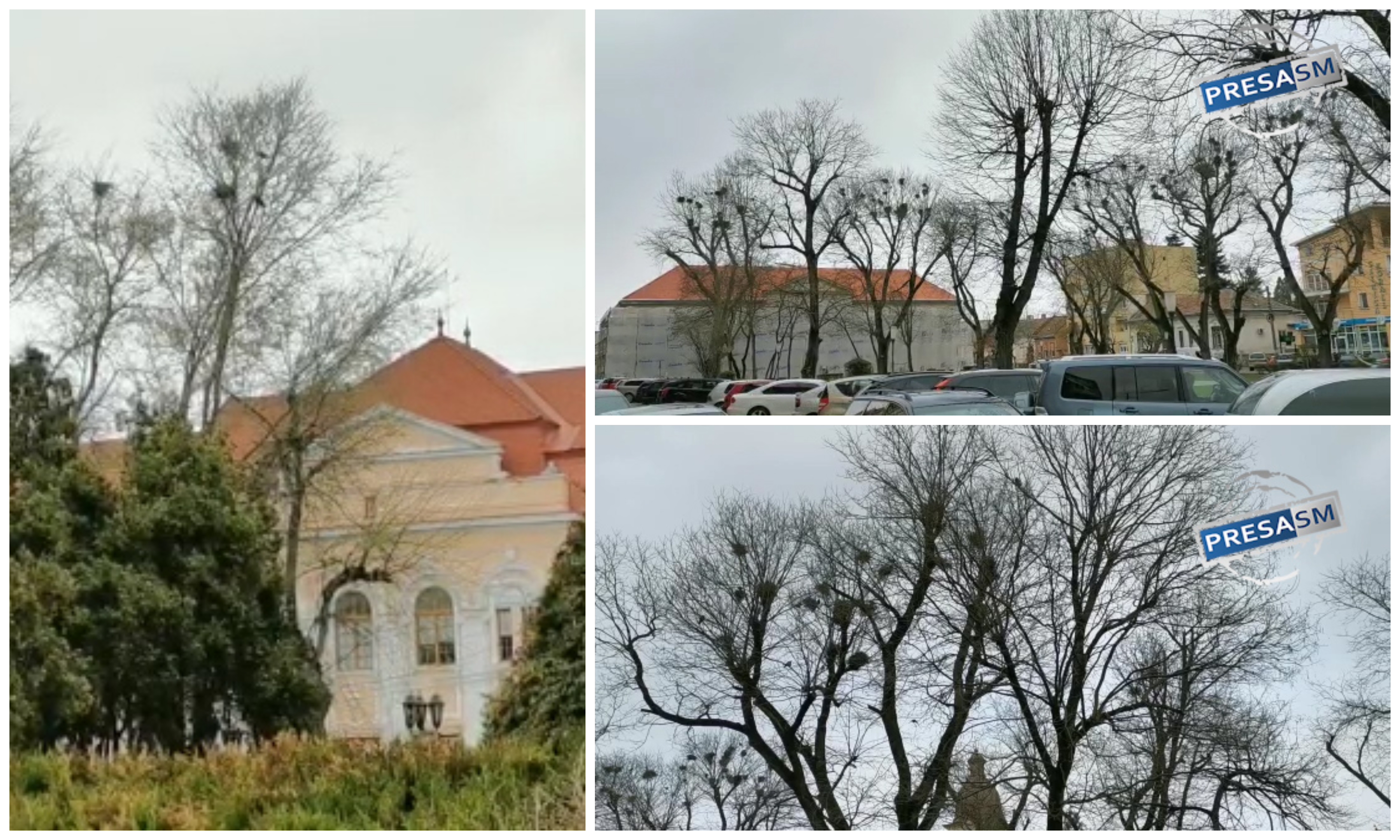 FOTÓ/VIDEÓ Szatmárnémeti központját ellepték a varjak. A polgármesteri hivatal tehetetlen