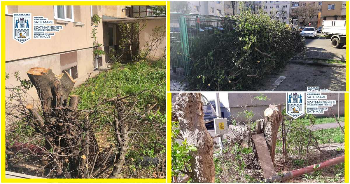 FOTO. Vandali cu drujbă! Au distrus copacii înfloriți în cartierul Micro 16. Vinovații au fost identificați