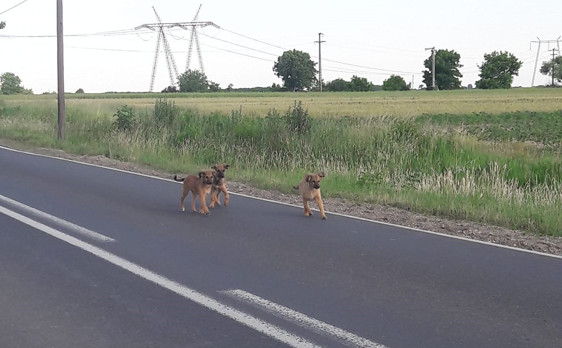Fotó. Három kiskutyát tett ki autójából és hagyott magára egy nő Szatmár megye egy forgalmas országútján