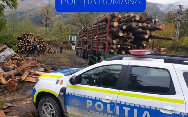 Firmă din Cluj, suspectată că depozita la Satu Mare lemn ilegal. Polițiștii au prins și alte transporturi suspecte