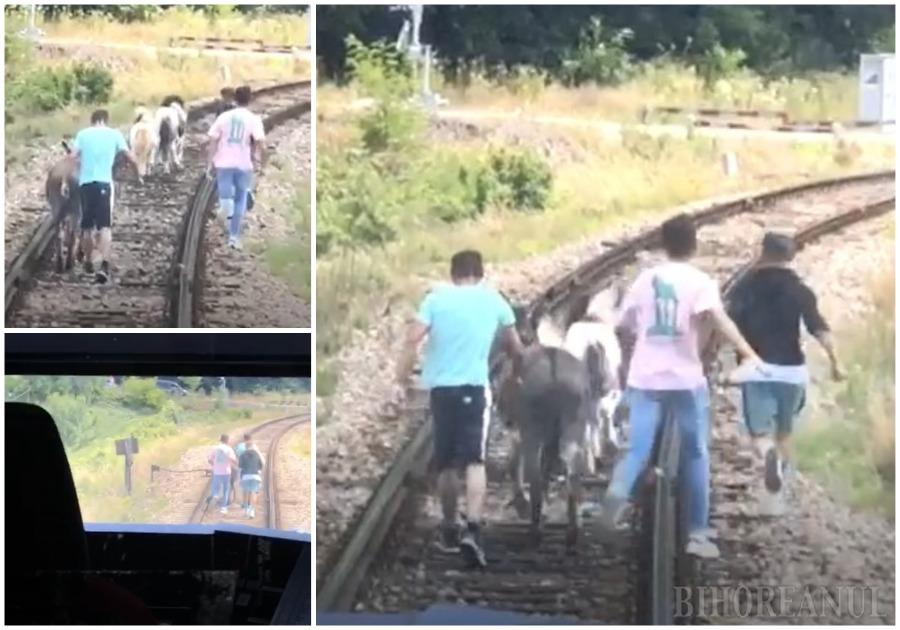 FOTO. Un măgar și doi ponei au oprit trenul de la Oradea. Pasagerii i-au alungat de pe șine