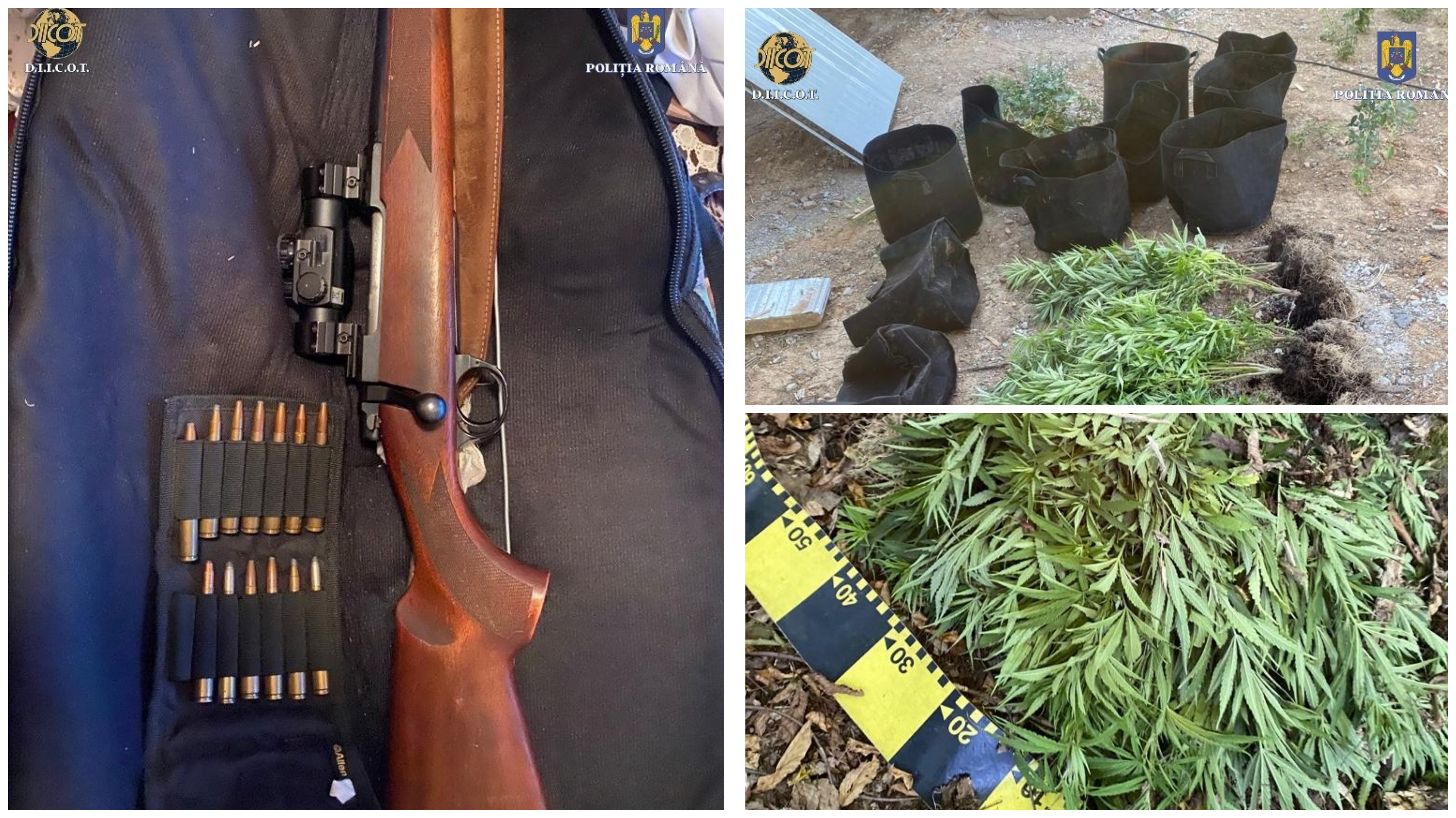 FOTOGALERIE. Cultură de droguri, arme și traficanți în municipiul Satu Mare. Flagrant DIICOT