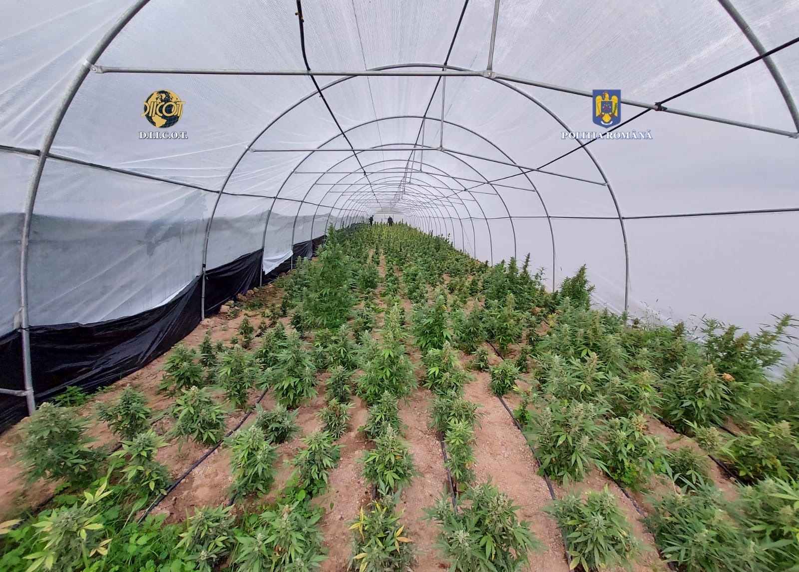 NU E GLUMĂ! Un sătmărean, cu 11 copii, a vrut să le facă prăjitură cu marijuana