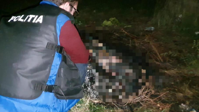 Tânăr (19 ani) reținut după uciderea cu brutalitate a unui câine, în județul Satu Mare