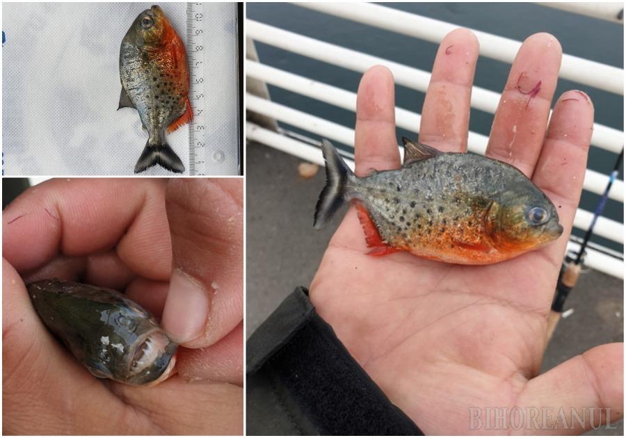 FOTO. Surpriză pentru un pescar din județul vecin. A dat peste un piranha în Criș, chiar în centrul Oradiei