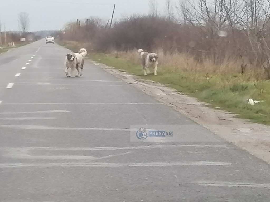 Scene de groază într-un județ din țară. Copilaş de 3 ani, sfâşiat de câinii vagabonzi. Rudele, în stare de şoc