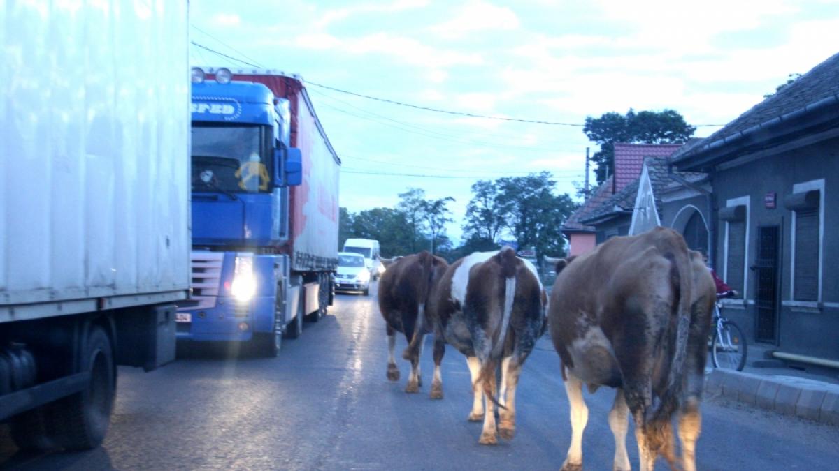 Un sătmărean a dat cu mașina într-o ciurdă de vaci. Polițiștii l-au amendat, dar a câștigat