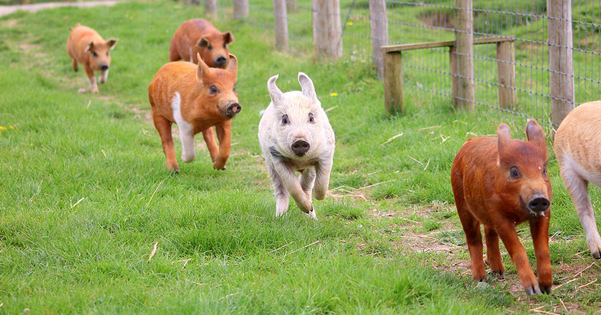 Caz de trichineloză la porc confirmat în județul Satu Mare. DSVSA a luat măsuri