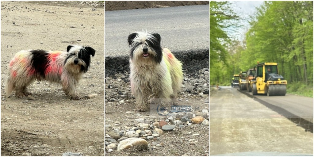 FOTO. Cățel batjocorit de muncitorii plătiți din banii publici, în județul Satu Mare